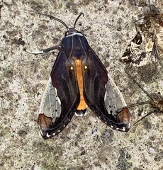 Bertholdia flavidorsata