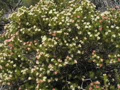 Melaleuca brevifolia