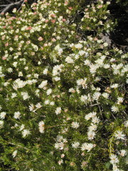Melaleuca brevifolia