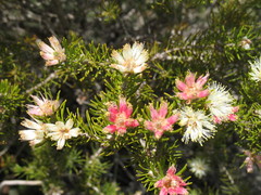 Melaleuca brevifolia