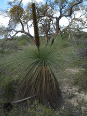 Xanthorrhoea drummondii