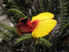 Isotropis cuneifolia