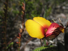 Isotropis cuneifolia