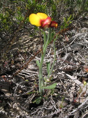 Isotropis cuneifolia