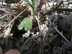 Isotropis cuneifolia