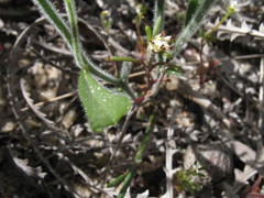 Isotropis cuneifolia