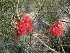 Melaleuca quadrifida