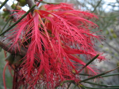 Melaleuca quadrifida