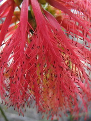 Melaleuca quadrifida