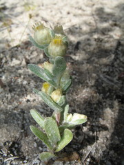 Pterochaeta paniculata