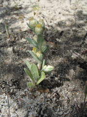 Pterochaeta paniculata