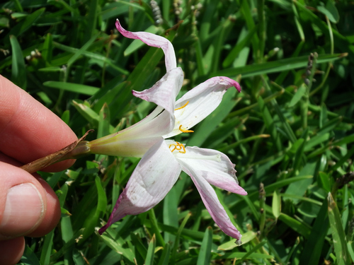 Zephyranthes carinata
