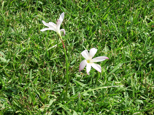 Zephyranthes carinata