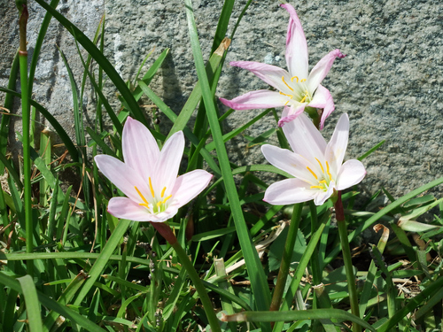 Zephyranthes carinata