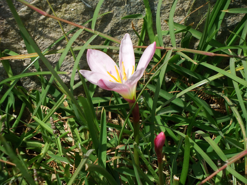 Zephyranthes carinata