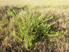 Baccharis scandens