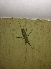 Dasyscelus dilatatus