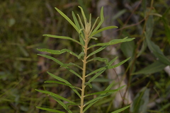 Astrotricha asperifolia
