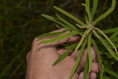 Astrotricha asperifolia