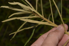 Astrotricha asperifolia