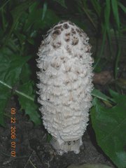 Coprinus comatus
