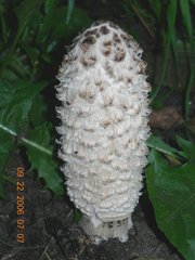 Coprinus comatus