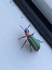 Prionocerus coeruleipennis