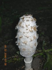 Coprinus comatus