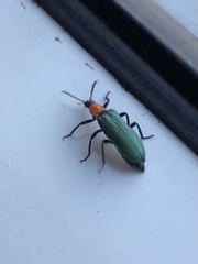 Prionocerus coeruleipennis