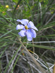Dampiera juncea