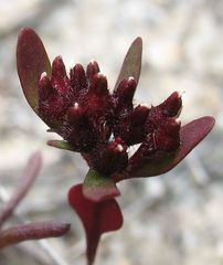 Levenhookia murfetii