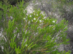 Calytrix acutifolia