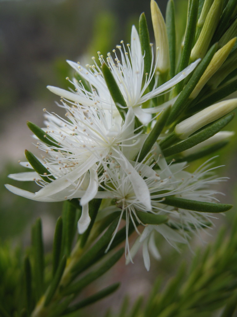 Calytrix cravenii