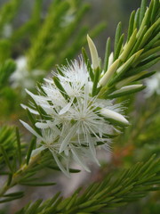 Calytrix acutifolia