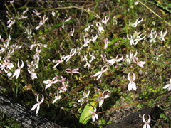 Stylidium petiolare