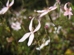Stylidium petiolare
