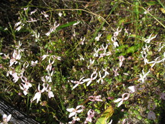 Stylidium petiolare