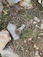 Colchicum hungaricum
