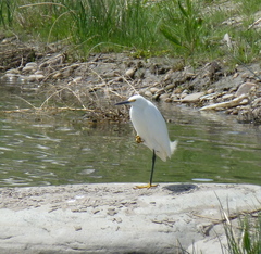 Egretta thula
