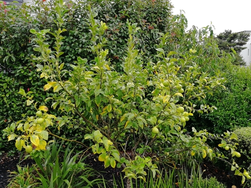 Citrus × latifolia