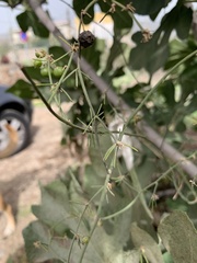 Asparagus umbellatus subsp. umbellatus image