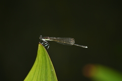 Pseudocopera rubripes