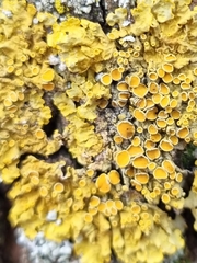 Xanthoria parietina