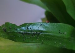 Aphis gossypii