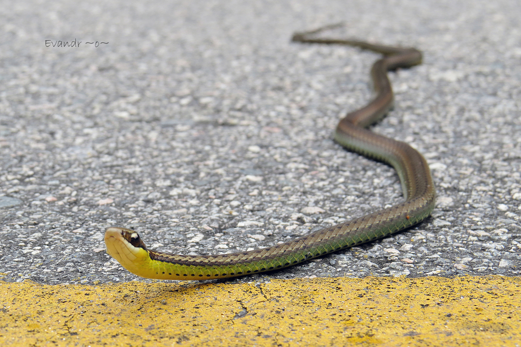 Brazilian Tropical Snakes