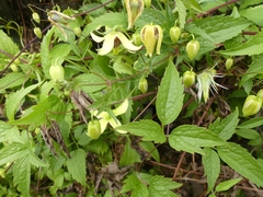 Clematis serratifolia