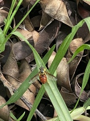 Chrysotoxum triarcuatum