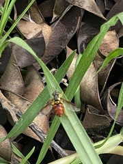 Chrysotoxum triarcuatum