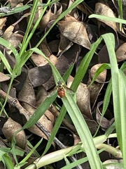 Chrysotoxum triarcuatum