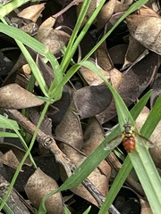 Chrysotoxum triarcuatum